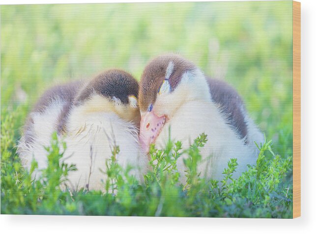 Napping Wood Print featuring the photograph Snuggling Ducklings by Jordan Hill