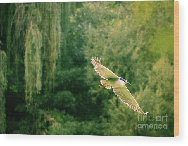 Heron Wood Print featuring the photograph Soaring Above by Alyssa Tumale