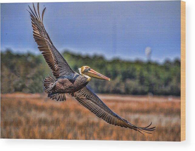 Pelican Wood Print featuring the photograph Soaring Pelican by Joe Granita