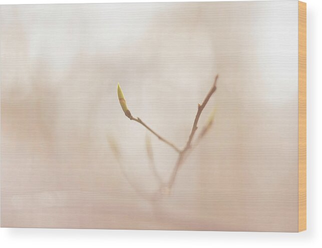 Gentle Wood Print featuring the photograph Soft and fragile by Maria Dimitrova