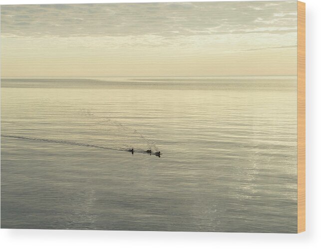 Soft Breeze Wood Print featuring the photograph Soft Breeze and Pearly Ripples - a Trio of Ducks on a Lake by Georgia Mizuleva