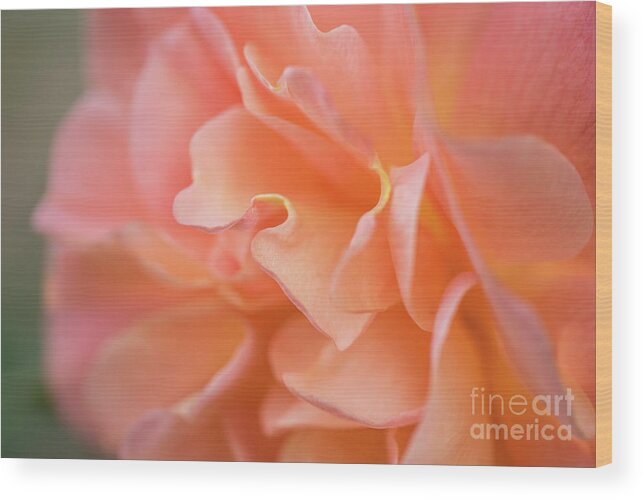 Bloom Wood Print featuring the photograph Soft Peach Rose #2 by Nancy Gleason