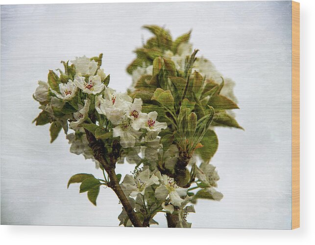 Brush Wood Print featuring the photograph Soft Petals by Elin Skov Vaeth