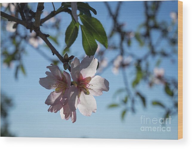 Almond Blossom Wood Print featuring the photograph Soft pink petals and almond blossom in Spain by Adriana Mueller