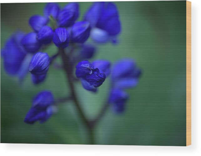 Blue Ginger Wood Print featuring the photograph Soft Seduction in Blue by Heidi Fickinger