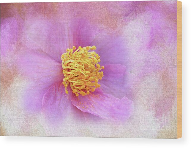 Pink Wood Print featuring the digital art Softly Pink Camellia by Amy Dundon