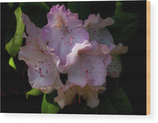 Olympia Wood Print featuring the photograph Softly Pink by Doug Scrima