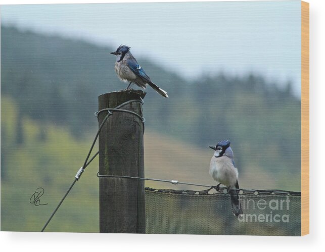 Bluejay Wood Print featuring the photograph Soggy Bluejays by Ann E Robson