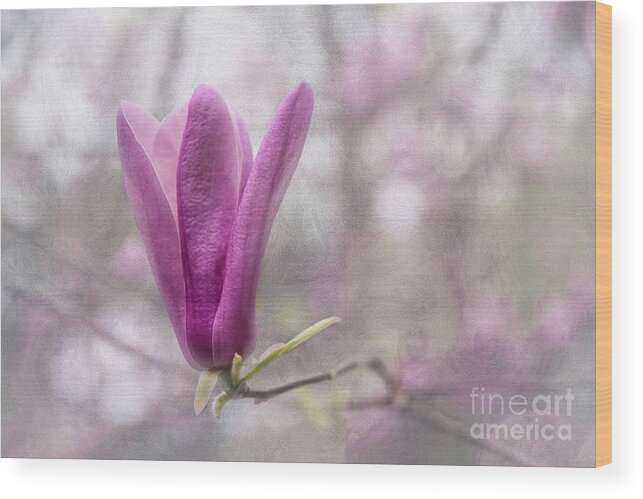 Plant Wood Print featuring the photograph Solitary Bud by Amy Dundon