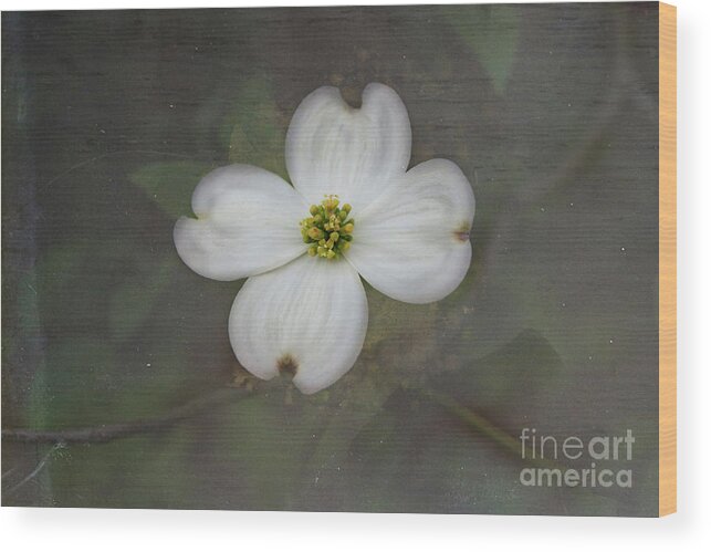 Dogwood Wood Print featuring the photograph Solitary Dogwood Bloom by Amy Dundon