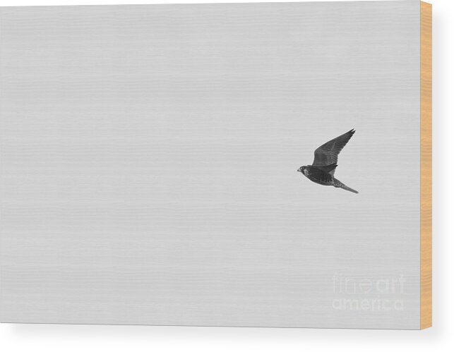 Bird Wood Print featuring the photograph Bird in Solitary Flight by Debra Banks