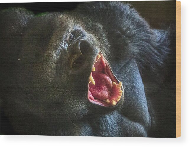 Gorilla Wood Print featuring the photograph Something I said? by Jim Signorelli