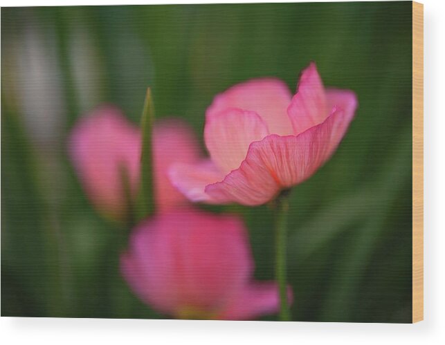 Poppy Wood Print featuring the photograph Sordid Poppies by Mike Reid