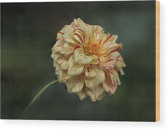 Flower Wood Print featuring the photograph Speckled Dahlia Flower by Patti Deters