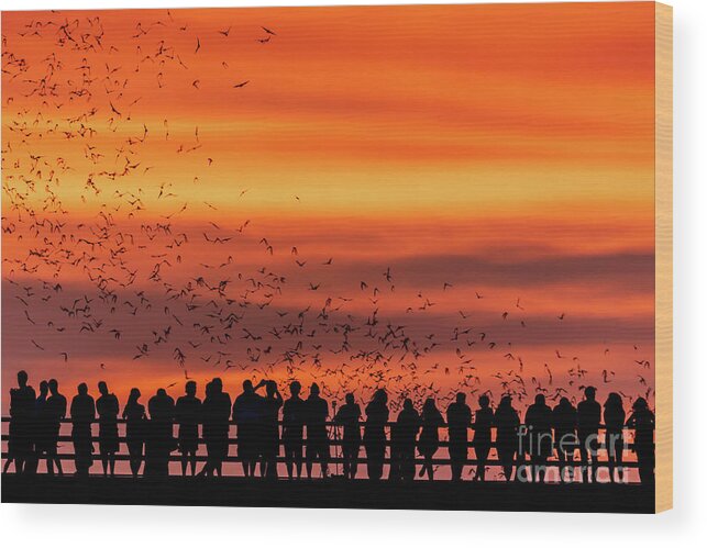 Austin Bats Wood Print featuring the photograph Spectacular golden sunset greets Austin's Congress Bridge Bats by Dan Herron