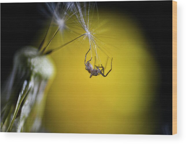 Dandelion Wood Print featuring the photograph Spider on dandelion seed by Dan Friend