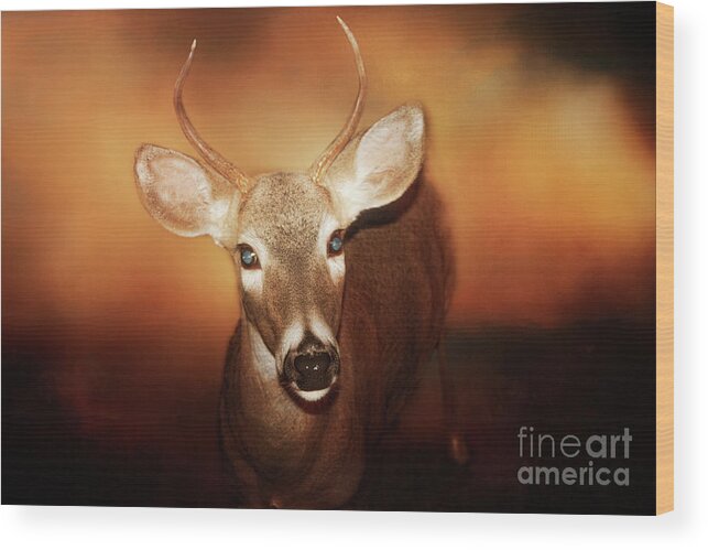 Deer Wood Print featuring the photograph Spikes Place in Time by Janie Johnson