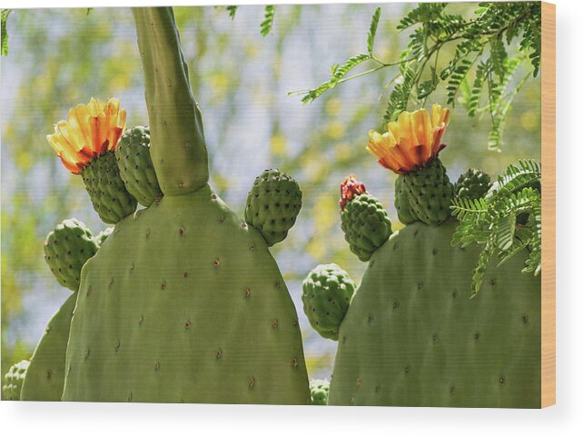 Cactus Wood Print featuring the photograph Spineless Prickly Pear Cactus Blooms by Marianne Campolongo