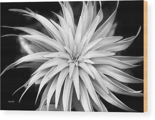 Black And White Wood Print featuring the photograph Spiral Black and White by Christina Rollo