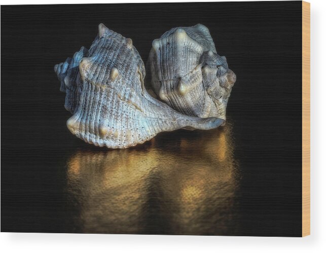 Italian Beach Shells Wood Print featuring the photograph Spiral Shells by Wolfgang Stocker