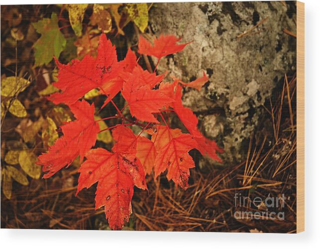 Landscape Wood Print featuring the photograph Splash of Autumn by Larry Ricker
