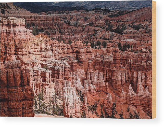 Bryce Canyon Wood Print featuring the photograph spot light at Bryce Canyon by Alberto Zanoni