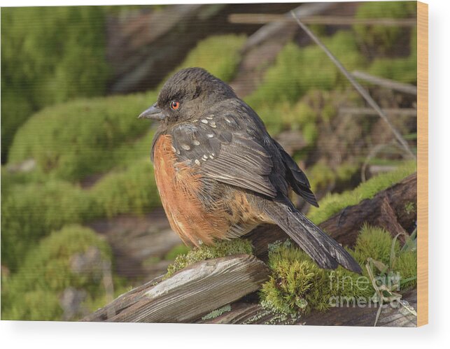 Pipilo Maculatus Wood Print featuring the photograph Spotted Towhee Perched on Moss by Nancy Gleason