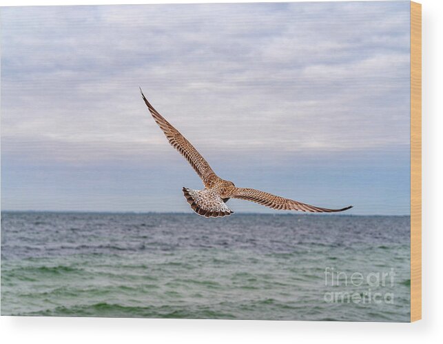 Birds Wood Print featuring the photograph Spread your Wings... and fly away. by Daniel M Walsh