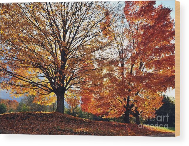 Orange Wood Print featuring the photograph Spread Your Wings by Terri Gostola