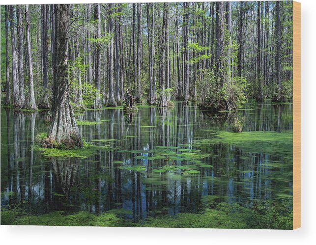 Cypress Gardens Wood Print featuring the photograph Spring at the Cypress Gardens 1 by Dimitry Papkov