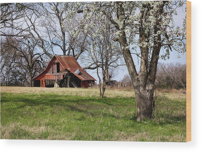 Barn Wood Print featuring the photograph Spring at the Farm in Tyler TX by Betty Denise