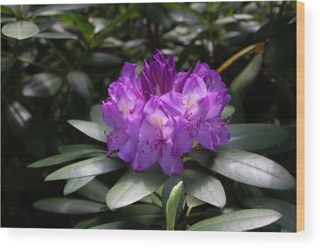 Close Up Color Photography Of A Rhododendron Blossom. Wood Print featuring the photograph Spring Blossom by Geoff Jewett