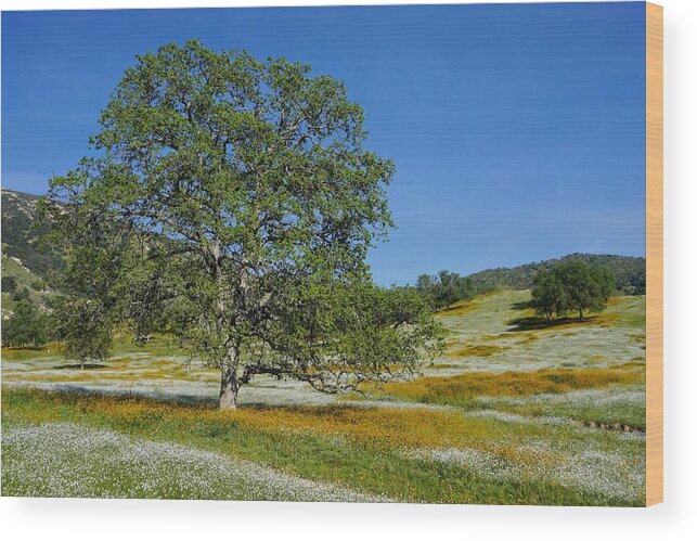 Spring Wood Print featuring the photograph Spring Colors Yokohl Valley by Brett Harvey