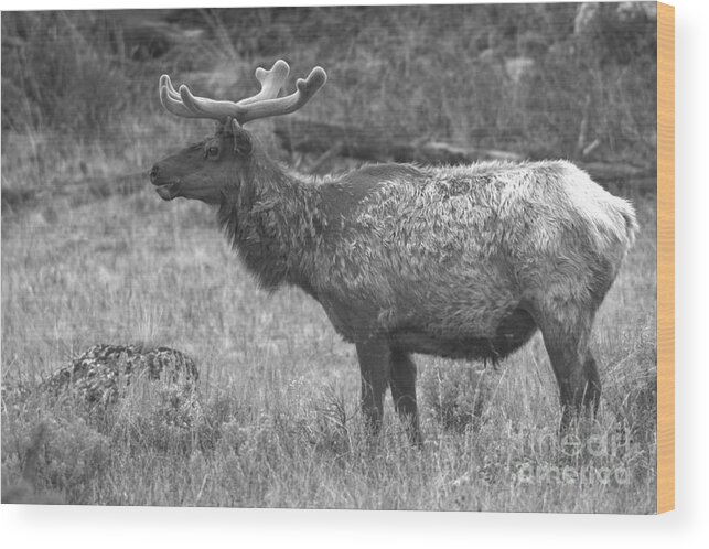 Elk Wood Print featuring the photograph Spring Elk Pose Black And White by Adam Jewell