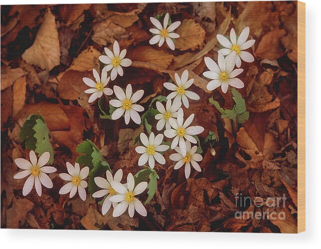 Signs Of Spring Wood Print featuring the photograph Spring ephemeral Bloodroot cluster FL4508-2 by Mark Graf