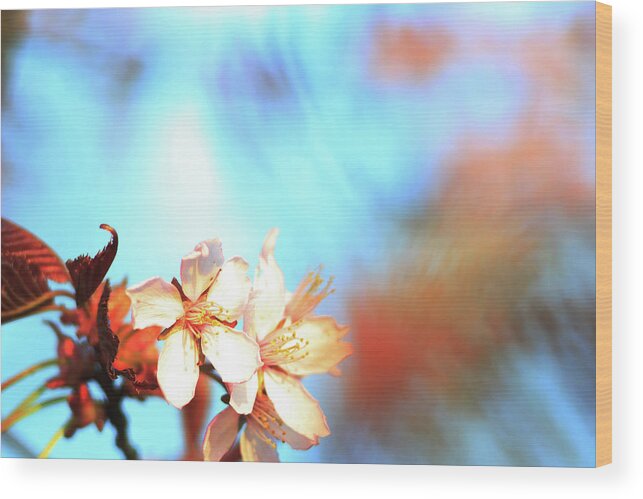 Cherry Wood Print featuring the photograph Spring in the air by Maria Dimitrova