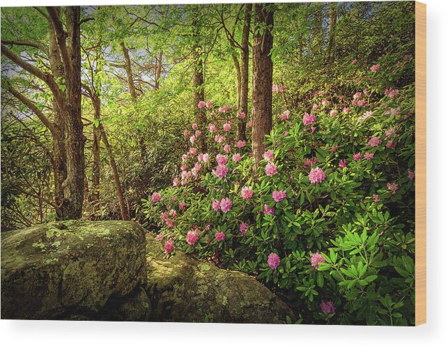 Rhododendron Wood Print featuring the photograph Spring in the Forest by SC Shank
