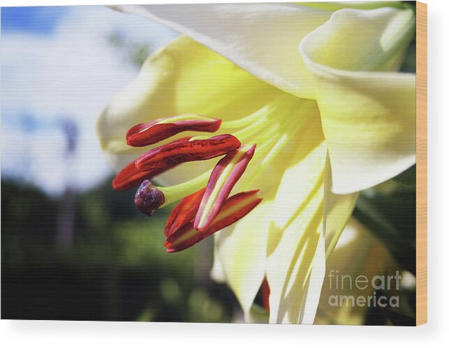 Lily; Spring Flower; Spring; Yellow Flower; Clouds; Horizontal; Outdoors; Close-up; Macro; Wood Print featuring the photograph Spring Lily by Tina Uihlein