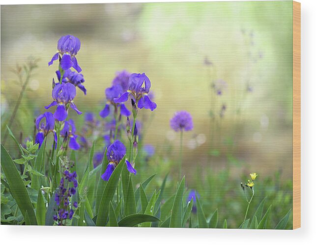 Jenny Rainbow Fine Art Photography Wood Print featuring the photograph Spring Meadow by Jenny Rainbow
