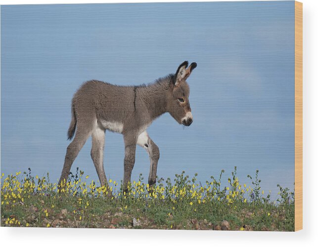 Wild Burros Wood Print featuring the photograph Spring Time by Mary Hone