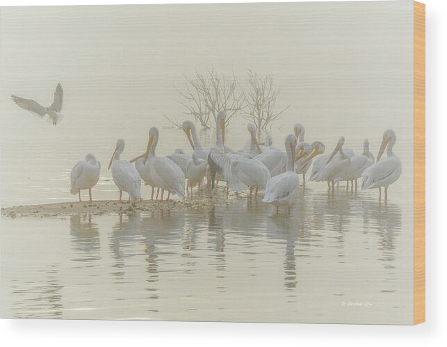 White Wood Print featuring the photograph Squadron in the Fog by Christopher Rice