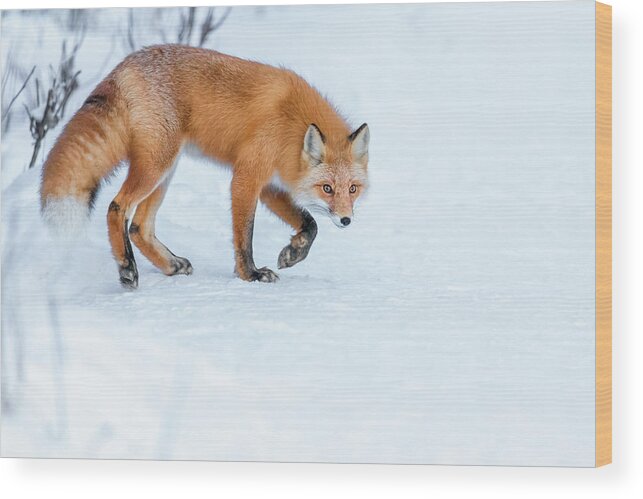 (vulpes Vulpes) Wood Print featuring the photograph Stalking Red Fox by James Capo