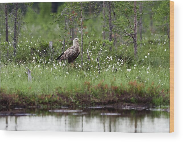 Finland Wood Print featuring the photograph Standing bold. White-tailed eagle by Jouko Lehto