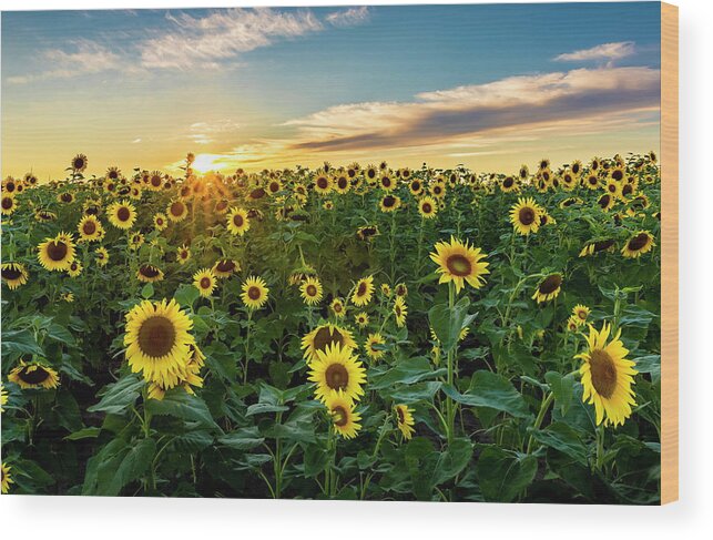 Sunset Wood Print featuring the photograph Starburst Sunset by Harold Rau