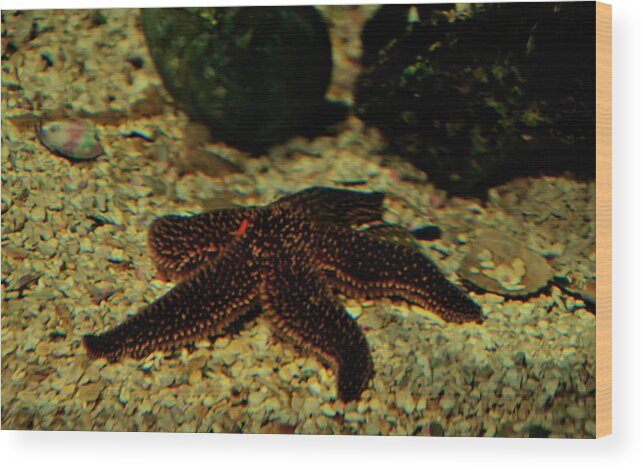 Starfish Wood Print featuring the photograph Starfish by Flees Photos