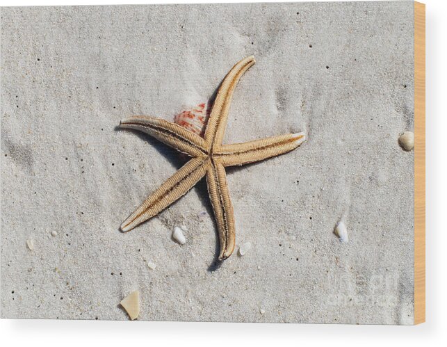 Star Wood Print featuring the photograph Starfish on the Beach by Beachtown Views