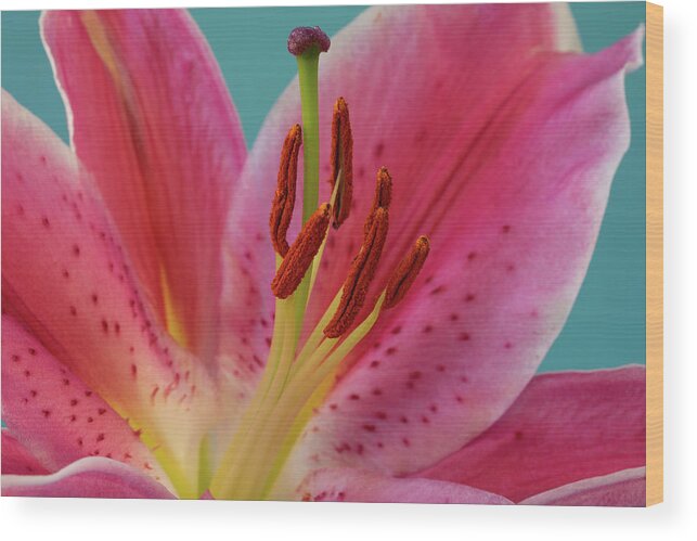 Lily Wood Print featuring the photograph Stargazer Lily by Tina Horne