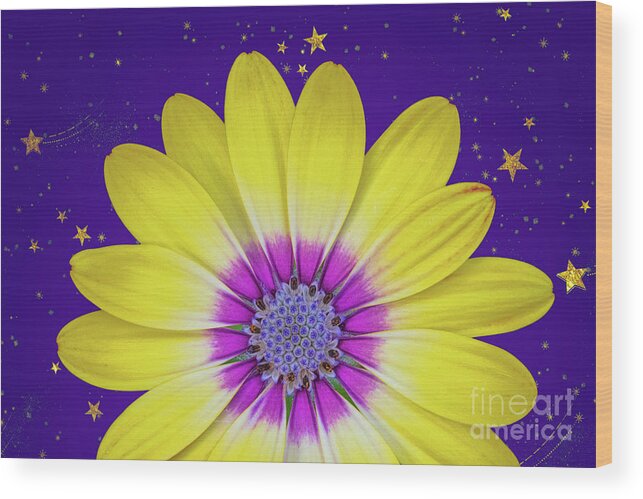 Flower Wood Print featuring the photograph Starry Flower by Mimi Ditchie