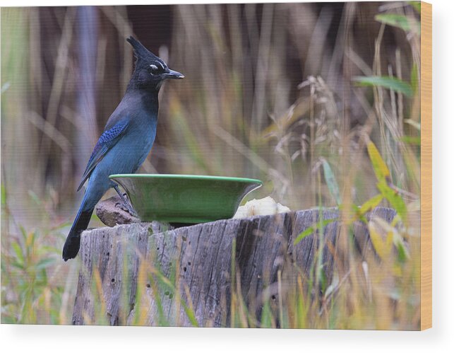 Bird Wood Print featuring the photograph Stellar's Jay at Lunch by Steve Templeton