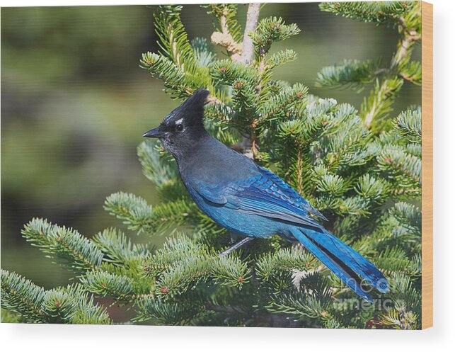 Cyanocitta Stellar Wood Print featuring the photograph Stellers Jay by Sharon Talson